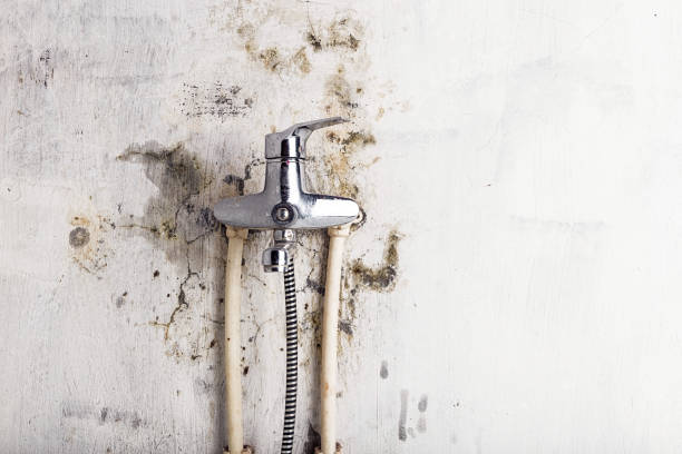 Best Office Mold Removal Services  in Charleroi, PA