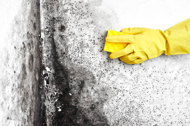 Best Certified Mold Removal  in Charleroi, PA