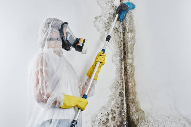 Best Black Mold Removal  in Charleroi, PA