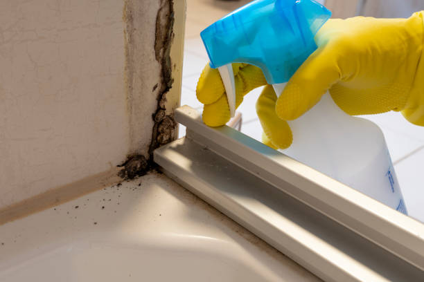 Certified Mold Removal in Charleroi, PA
