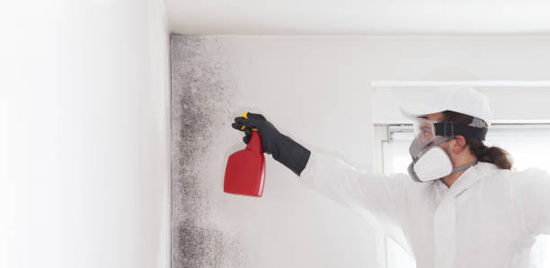 Office Mold Removal Services in Charleroi, PA
