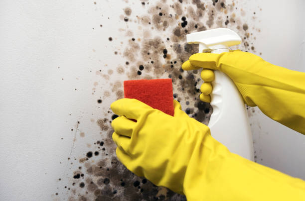 Best Attic Mold Removal  in Charleroi, PA