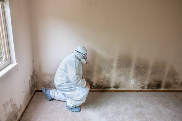 Home Mold Removal in Charleroi, PA
