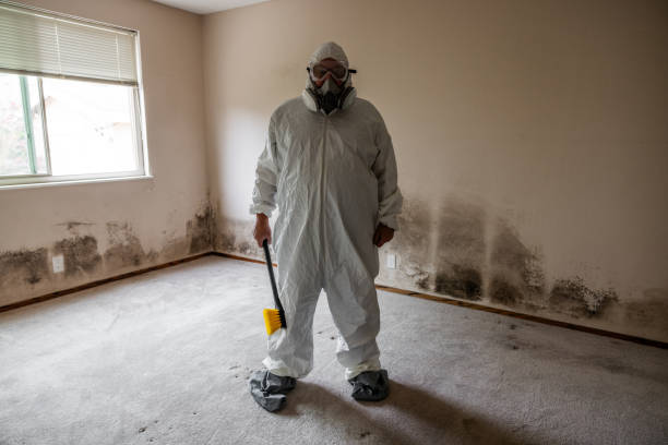 Professional Mold Removal in Charleroi, PA