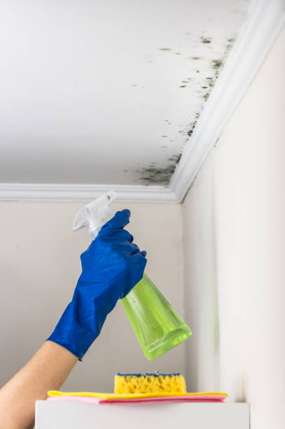 Best Certified Mold Removal  in Charleroi, PA